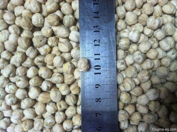 Chickpeas seed "Bar"