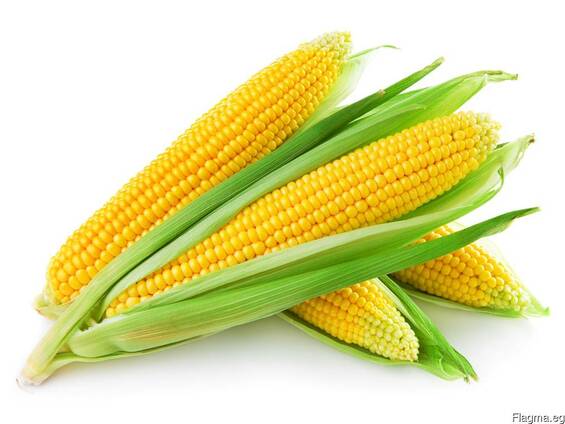 Greenfield Incorporation sells Yellow Corn