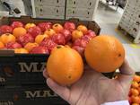 Апельсины Египет - фото 2