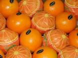 Апельсины Египетские - фото 3