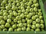 Apple Serbia 0% пошлина-Aidared, Golden, Granny smith, Gala - фото 3