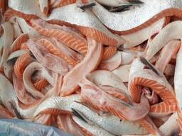 Atlantic Salmon Bellies