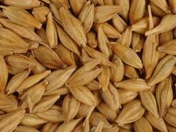 Barley for sale 2026 crop