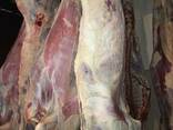 Beef, Cow, Veal / Halal - photo 3