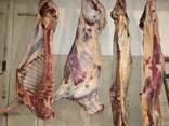 Beef, Cow, Veal / Halal - photo 4