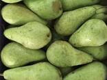 Best pears from Poland wholesale - фото 2
