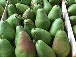 Best pears from Poland wholesale - photo 6