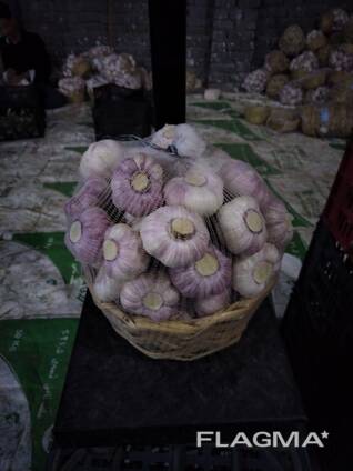 Часник Єгипет