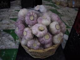 Часник Єгипет