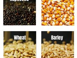 Экспорт пшеница ячмень кукуруза масло подсолнечное шрот подсолнечное