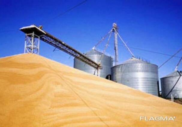 Экспортируем зерновые- ячмень, пшеница, соя