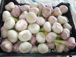Garlic - photo 1