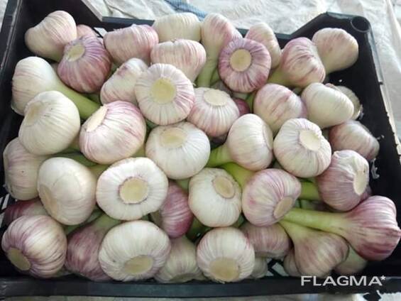 Garlic