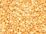 Горох желтый колотый (yellow split peas) - фото 1