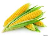 Greenfield Incorporation sells Yellow Corn - photo 1
