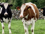 Healthy Live Dairy Cows/ Pregnant Holstein Heifers Cow - фото 1