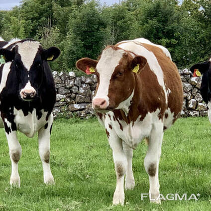 Healthy Live Dairy Cows/ Pregnant Holstein Heifers Cow