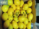 Lemon - фото 1