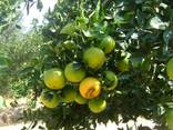 Лимон Lime и Лимон Verna, прямые поставки из Египта - photo 1