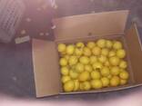 Лимон Lime и Лимон Verna, прямые поставки из Египта - фото 5