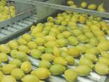 Лимоны Египет, оптом - фото 1