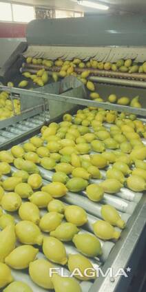 Лимоны Египет, оптом