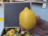 Лимоны свежие, Египет