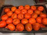 Мандарины W Моркот - фото 10