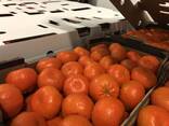 Мандарины W Моркот - фото 2