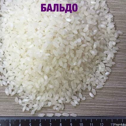 Medium grain elite rice, Camolino