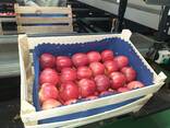 Polish apples, La-Sad - photo 1