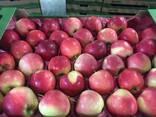 Polish apples, La-Sad - photo 5