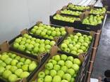 Polish apples (wide range of varieties) - photo 5
