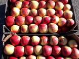 Polish apples (wide range of varieties) - photo 10