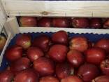Polish apples (wide range of varieties) - photo 13