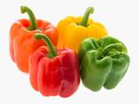 Продам цветной болгарский перец - фото 1