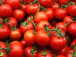 Продам помидоры из Египта экспорт, купить оптом доставка - фото 1
