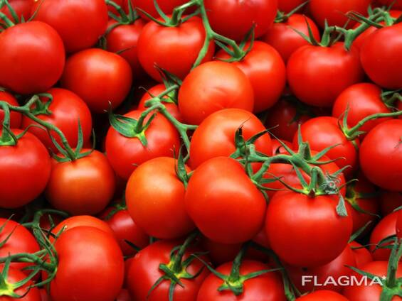 Продам помидоры из Египта экспорт, купить оптом доставка