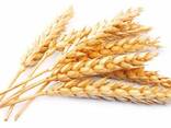 Пшеница 1,2,3,4 класс - фото 1