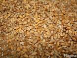 Пшеница 2-кл - фото 1