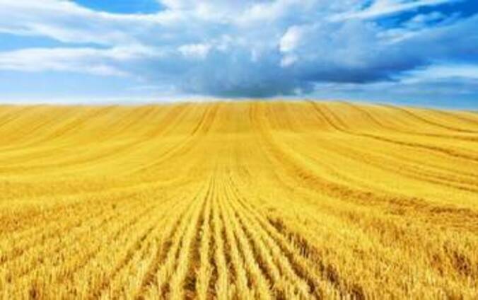 Пшеница , кукуруза поставки CIF