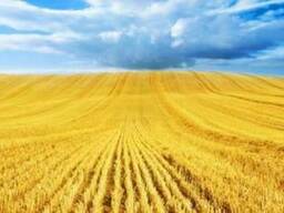 Пшеница , кукуруза поставки CIF