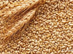 Пшеница продовольственная и фуражная, кукуруза, ячмень из Польши, России и Казахстана