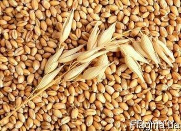 Пшеница, ячмень, кукуруза