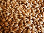 Пшеница, ячмень, кукуруза - фото 1