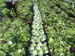 Салат Айсберг