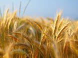 Selling wheat 2kl. with protein 12.5% ​​ - фото 1
