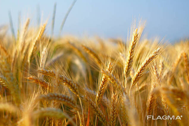 Selling wheat 2kl. with protein 12.5% ​​