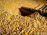 Selling Wheat, Barleyبيع القمح والشعير والذرة للتصدير - photo 1