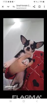 Small Female Chihuahua